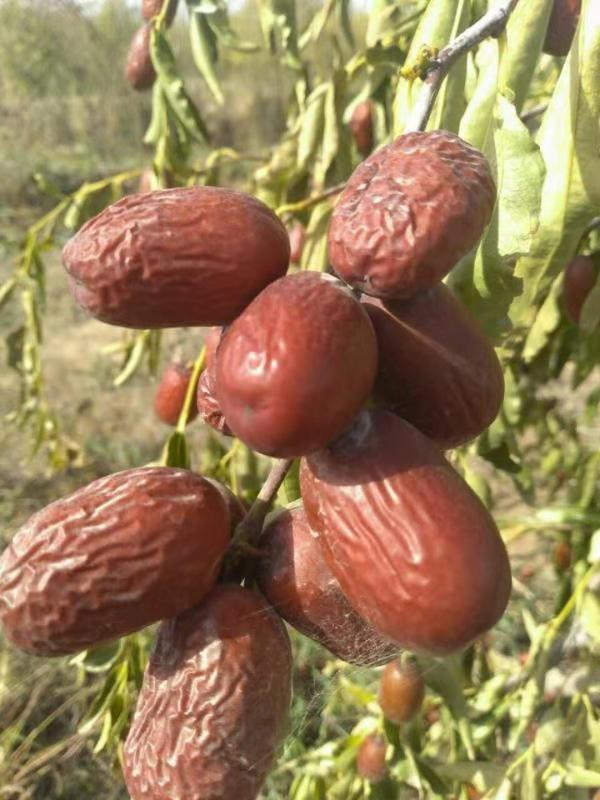 廣州市布哈列貿易公司