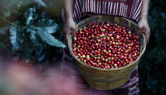 2020云南咖啡生豆大賽兩岸共33個站點即將火熱開賽! 2020云南咖啡生豆大賽兩岸共33個站點即將火熱開賽!